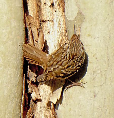 Raspinell comú  - Miquel Casas Guirao