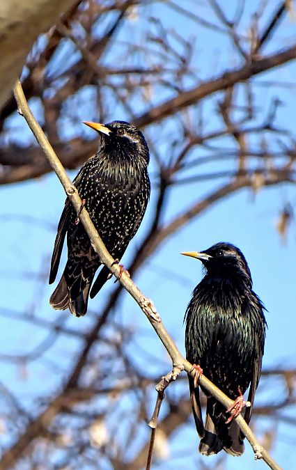 Estornell negre / vulgar  - Miquel Casas Guirao