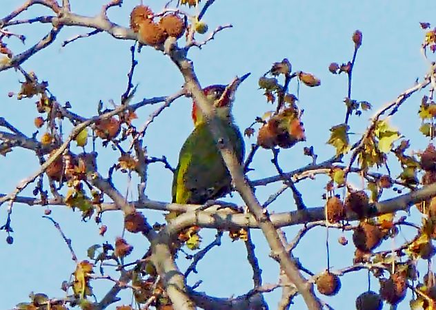 Picot verd ibèric  - Miquel Casas Guirao