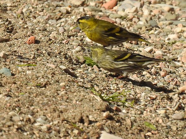 Lluer  - Núria Mitjans Jové