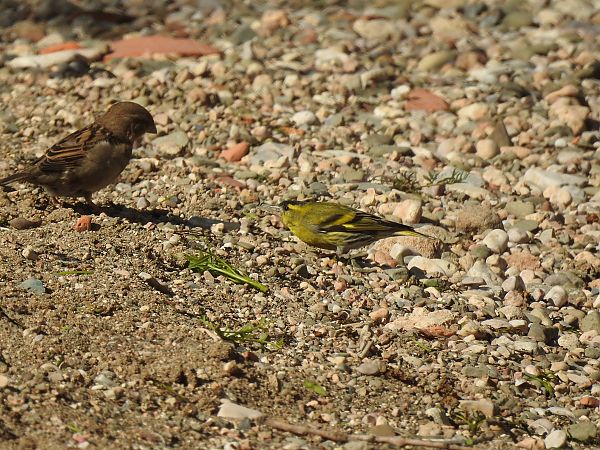 Lúgano  - Núria Mitjans Jové
