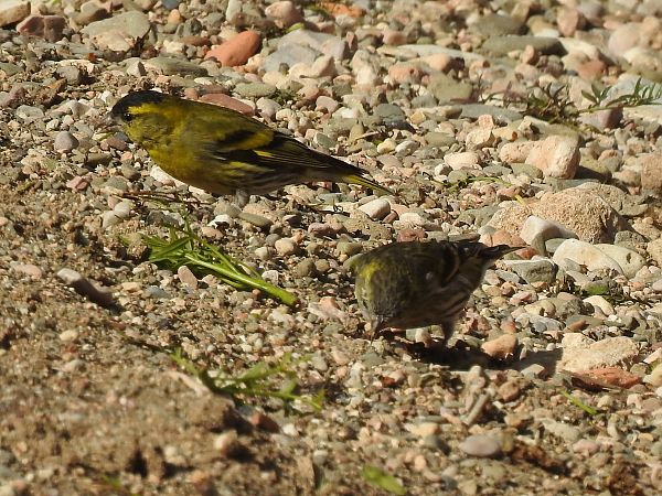 Lluer  - Núria Mitjans Jové