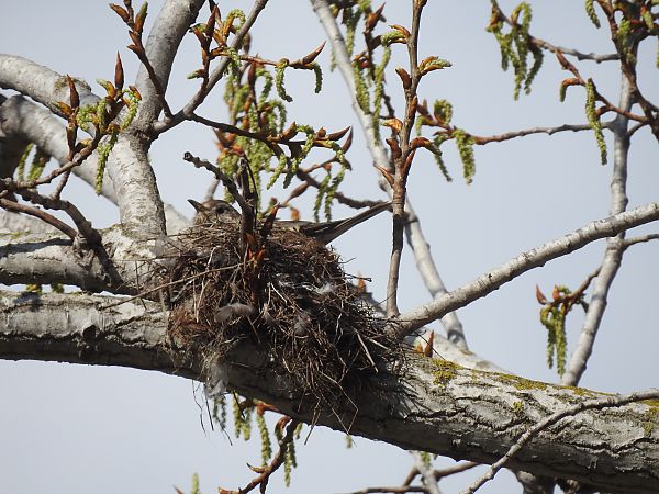 Tord comú  - Núria Mitjans Jové
