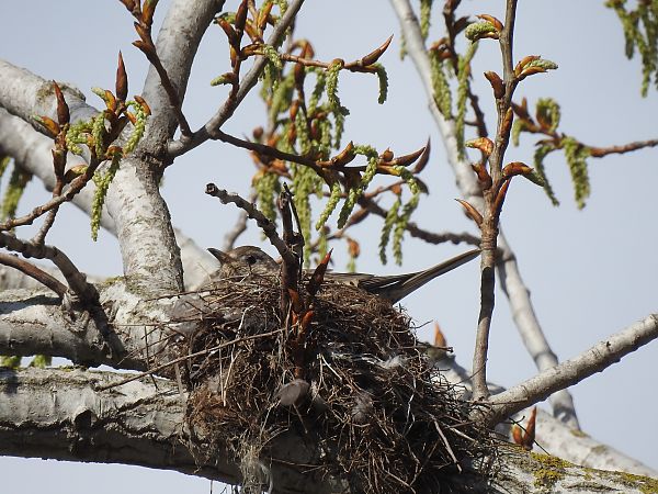 Tord comú  - Núria Mitjans Jové