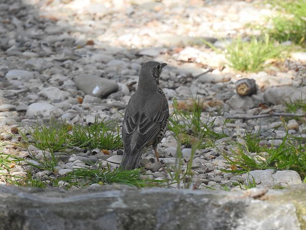 Tord comú  - Núria Mitjans Jové