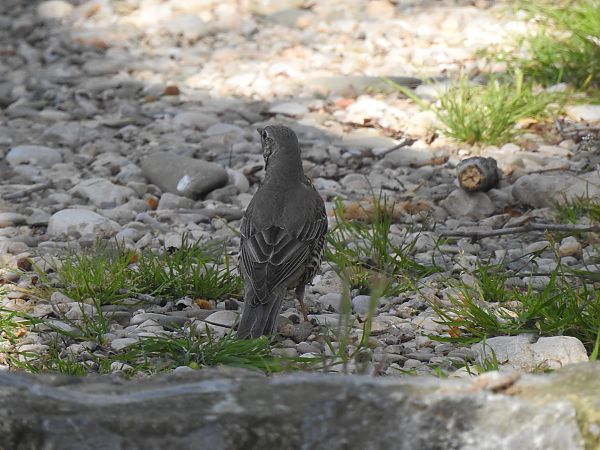 Tord comú  - Núria Mitjans Jové