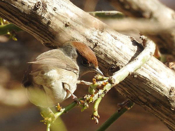Tallarol de casquet  - Núria Mitjans Jové