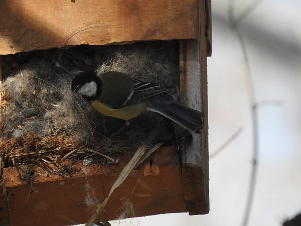 Mallerenga carbonera  - Núria Mitjans Jové