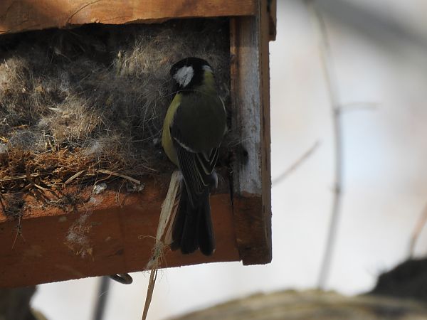 Mallerenga carbonera  - Núria Mitjans Jové