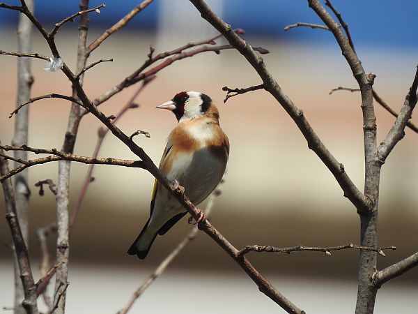 Cadernera  - Núria Mitjans Jové