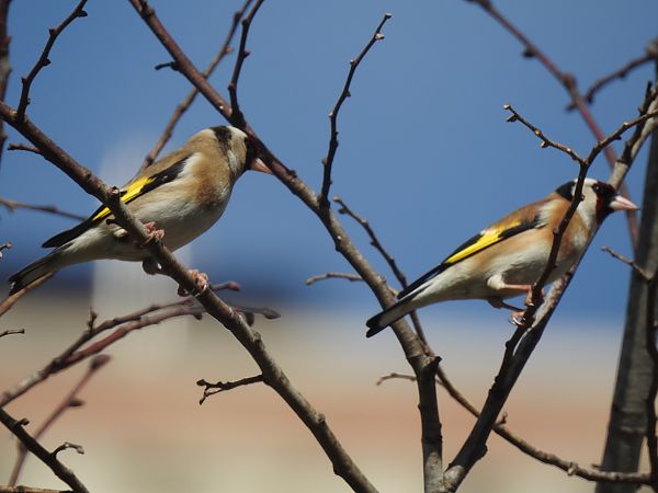 Cadernera  - Núria Mitjans Jové