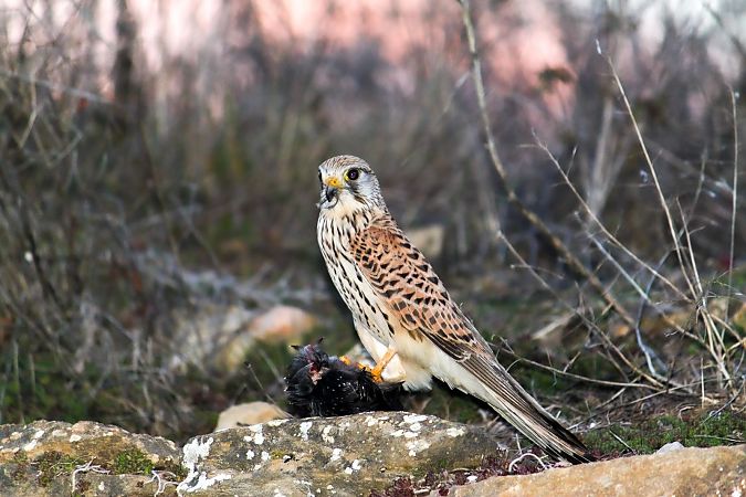Xoriguer comú  - Jordi Sentenach