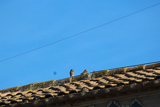 Mussol comú  - Angels Civil Bargallo