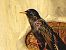 Estornell negre / vulgar (Sturnus unicolor / vulgaris) © Miquel Casas Guirao