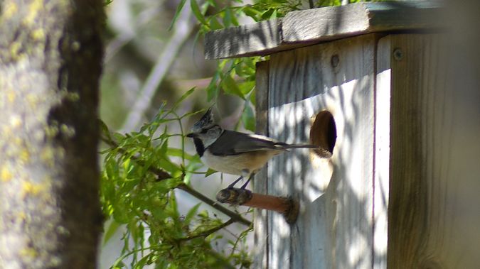 Mallerenga emplomallada  - J Gabriel Gallart Cajo