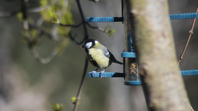 Mallerenga carbonera  - J Gabriel Gallart Cajo