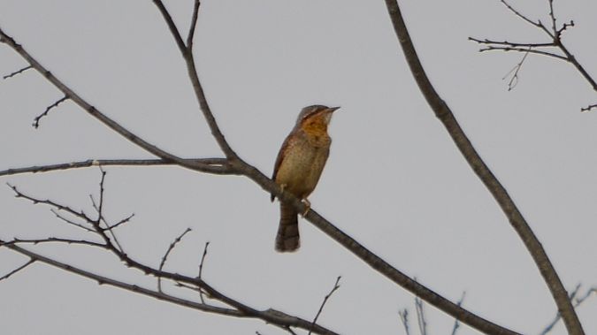 Colltort  - J Gabriel Gallart Cajo