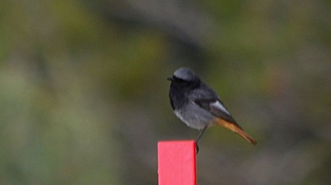 Cotxa fumada  - J Gabriel Gallart Cajo