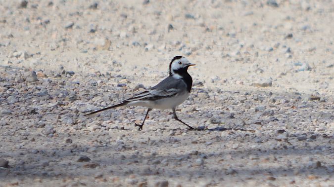 Cuereta blanca vulgar  - J Gabriel Gallart Cajo