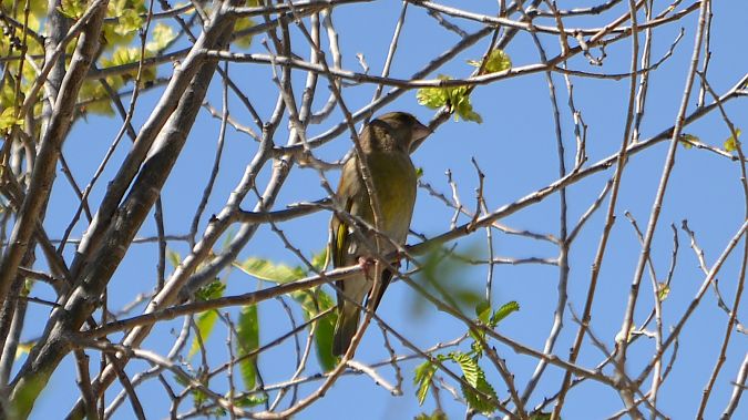 Verdum  - J Gabriel Gallart Cajo