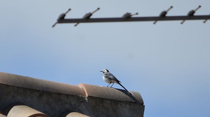 Cuereta blanca vulgar  - J Gabriel Gallart Cajo