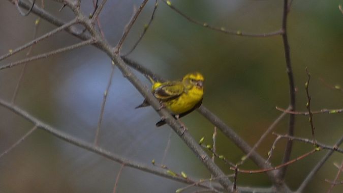 Gafarró  - J Gabriel Gallart Cajo