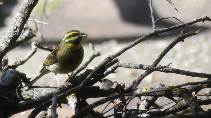 Gratapalles  - J Gabriel Gallart Cajo