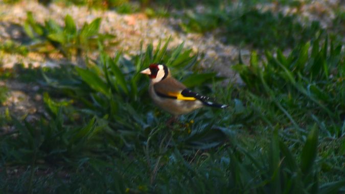 Cadernera  - J Gabriel Gallart Cajo