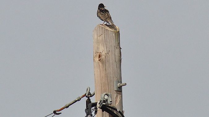 Estornell negre / vulgar  - J Gabriel Gallart Cajo