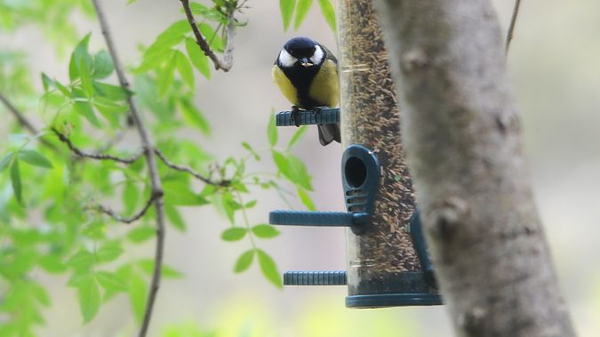 Mallerenga carbonera  - J Gabriel Gallart Cajo