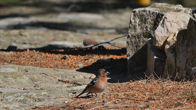 Pinsà comú  - J Gabriel Gallart Cajo
