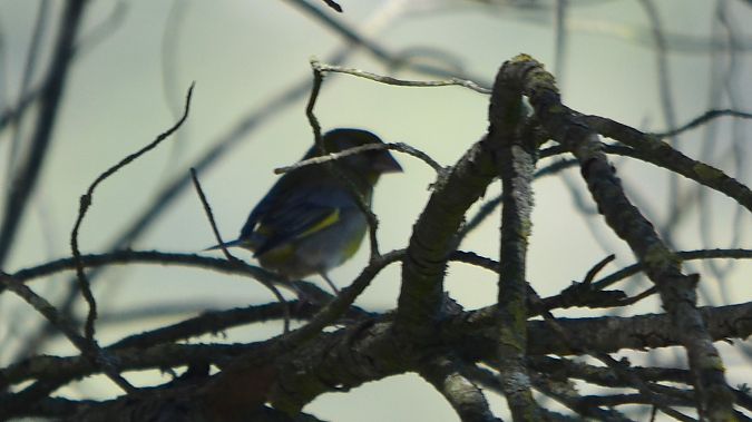 Verdum  - J Gabriel Gallart Cajo