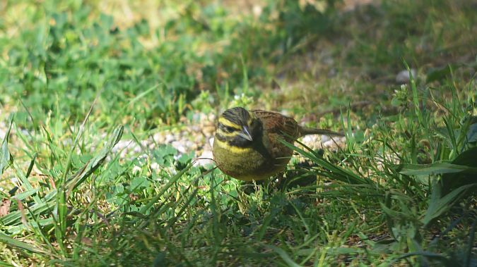 Gratapalles  - J Gabriel Gallart Cajo