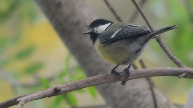 Mallerenga petita  - J Gabriel Gallart Cajo