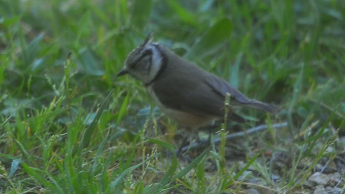 Mallerenga emplomallada  - J Gabriel Gallart Cajo