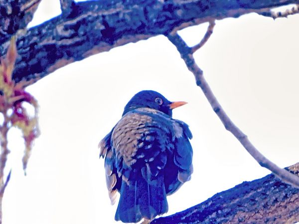 Merla  - Miquel Casas Guirao