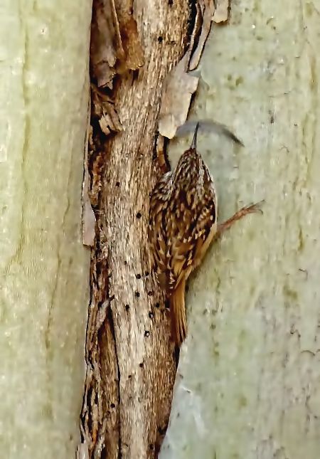 Raspinell comú  - Miquel Casas Guirao