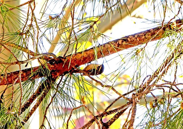 Raspinell comú  - Miquel Casas Guirao