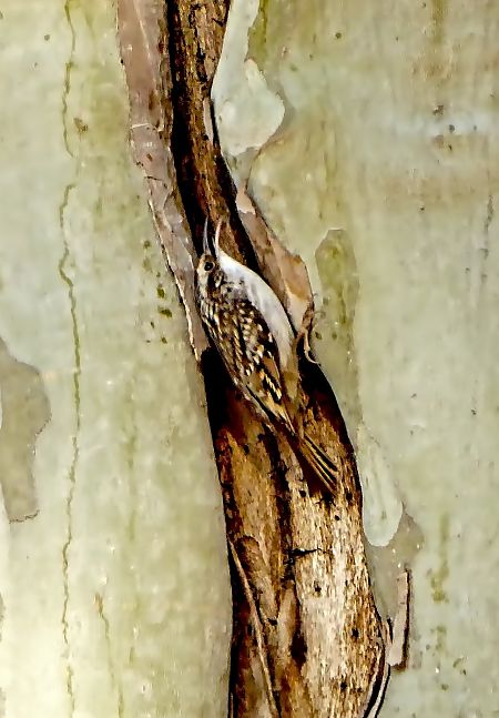 Raspinell comú  - Miquel Casas Guirao