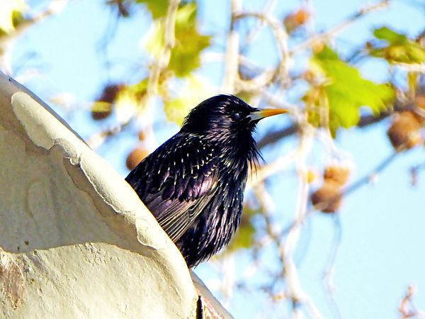 Estornell negre / vulgar  - Miquel Casas Guirao