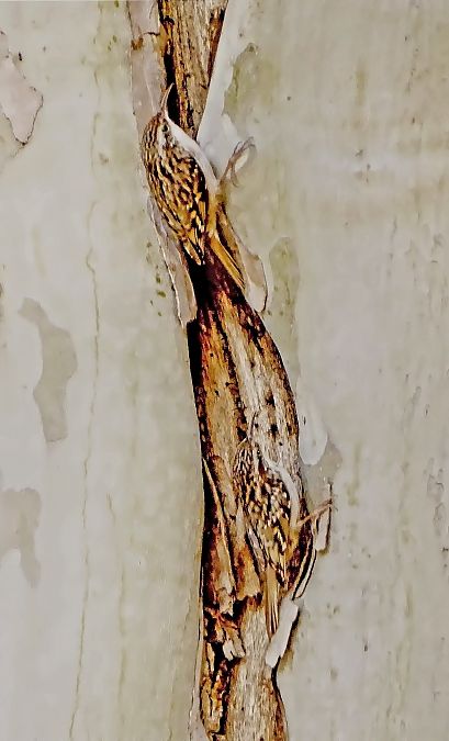 Raspinell comú  - Miquel Casas Guirao