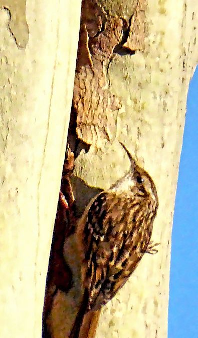 Raspinell comú  - Miquel Casas Guirao