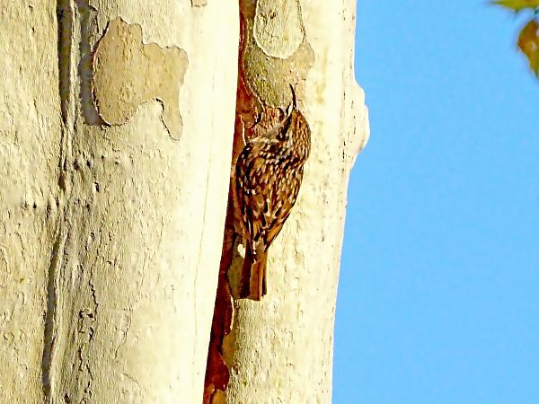 Raspinell comú  - Miquel Casas Guirao