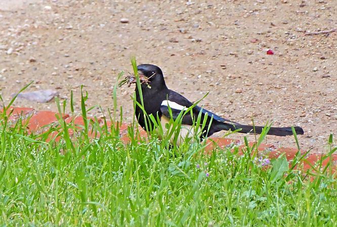 Garsa  - Miquel Casas Guirao