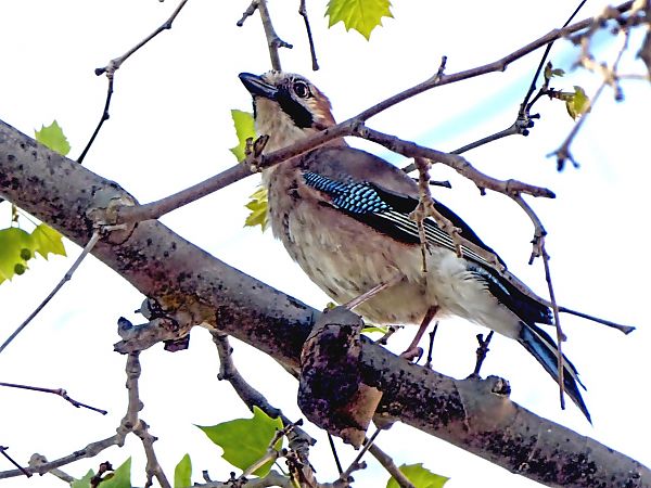 Gaig  - Miquel Casas Guirao