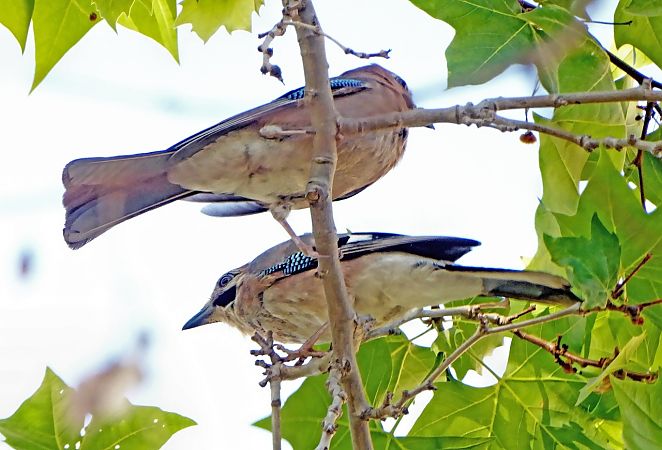 Gaig  - Miquel Casas Guirao