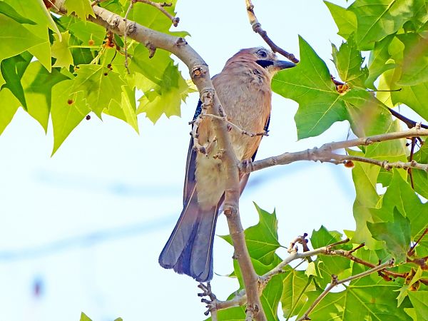 Gaig  - Miquel Casas Guirao