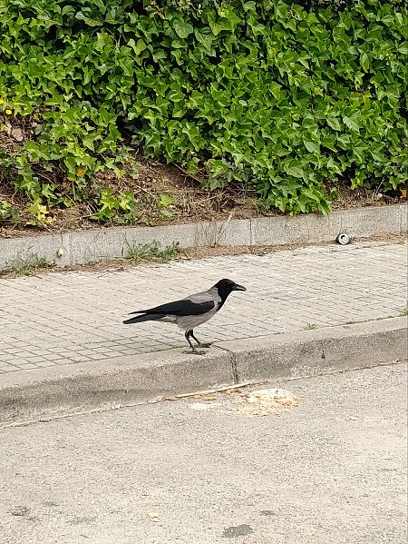 Cornella emmantellada  - Roser Amich Riau