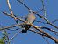 Tudó (Columba palumbus) © Miquel Casas Guirao