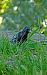 Estornell negre / vulgar (Sturnus unicolor / vulgaris) © Miquel Casas Guirao